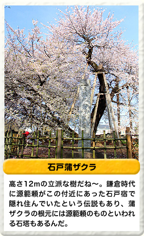 石戸蒲ザクラ 高さ12mの立派な樹だね〜。鎌倉時代に源範頼がこの付近にあった石戸宿で隠れ住んでいたという伝説もあり、蒲ザクラの根元には源範頼のものといわれる石塔もあるんだ。