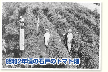 昭和2年頃の石戸のトマト畑
