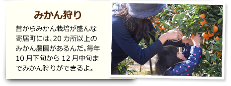 みかん狩り 昔からみかん栽培が盛んな寄居町には、20ヶ所以上のみかん農園があるんだ。毎年10月下旬から12月中旬までみかん狩りができるよ。