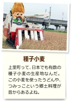 種子小麦 上里町って、日本でも有数の種子小麦の生産地なんだ。この小麦を使ったうどんや、つみっこという郷土料理が昔からあるよね。