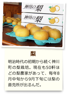 梨 明治時代の初期から続く神川町の梨栽培。現在も50軒ほどの梨農家があって、毎年8月中旬から9月下旬には梨の直売所が出るんだ。