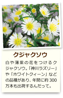クジャクソウ 白や薄紫の花をつけるクジャクソウ。「神川ラズリー」や「ホワイトクィーン」などの品種があり、年間に約300万本も出荷するんだって。