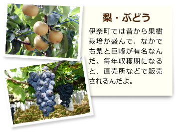 梨・ぶどう 伊奈町では昔から果樹栽培が盛んで、なかでも梨と巨峰が有名なんだ。毎年収穫期になると、直売所などで販売されるんだよ。