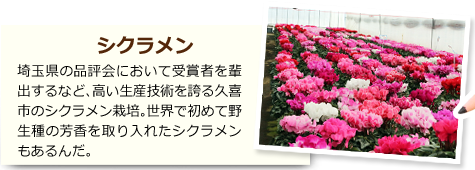 シクラメン 埼玉県の品評会において受賞者を輩出するなど、高い生産技術を誇る久喜市のシクラメン栽培。世界で初めて野生種の芳香を取り入れたシクラメンもあるんだ。