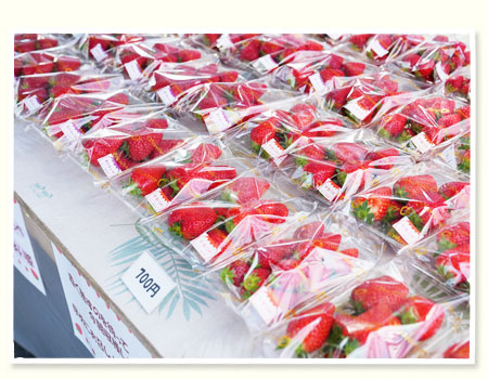 イチゴ狩りは5月末まで お土産販売もやってるよ！